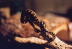 Colin snake02
