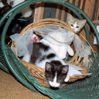 kitten2