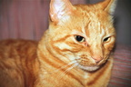 kitten colin