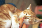 kitten john