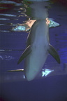 vegas03 dolphin1b