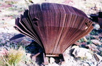 jarbidge30