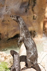 TucsonZoo