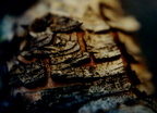macro