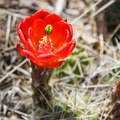 Browns Peak 024