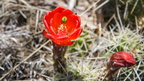 Browns Peak 024