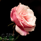 Flowers-003