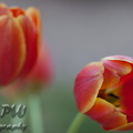 IMG_9088.jpg