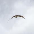 IMG 4955